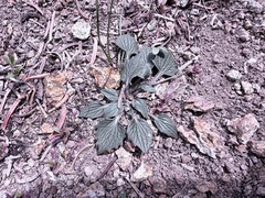 Viola purpurea, photograph (c) James H. Thomas, some rights reserved (CC BY)