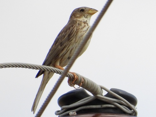 Corn Bunting