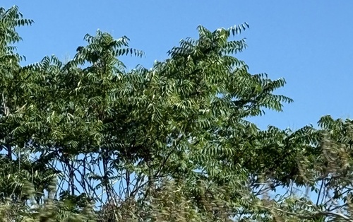tree-of-heaven