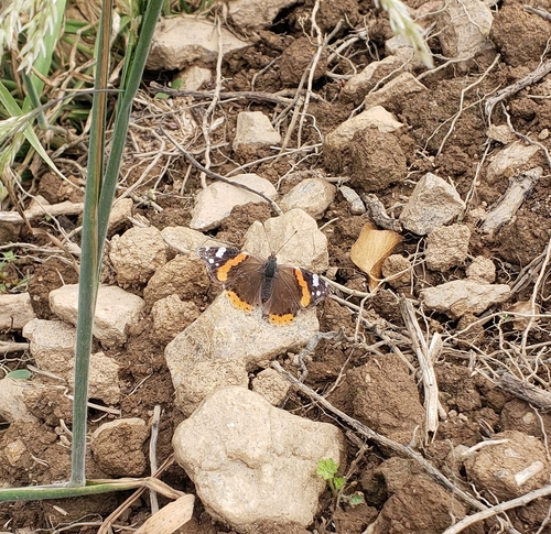 Red Admiral