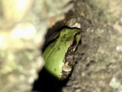 Hyla japonica