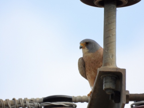 Lesser Kestrel