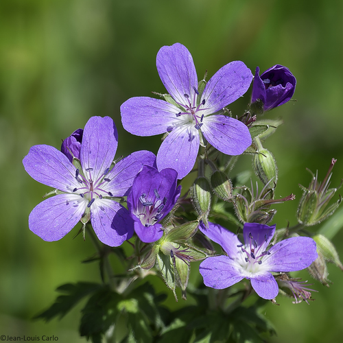 wood crane's-bill