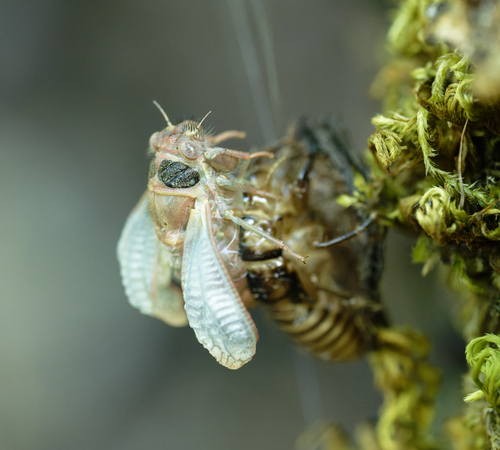 iNaturalist observation photo of Wing-tapping Cicadas