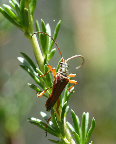 iNaturalist observation photo of Stenocorus