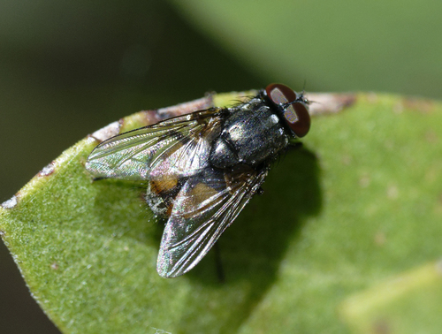 iNaturalist observation photo of Musca
