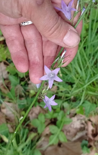 Rampion