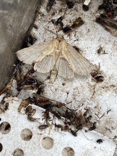 Pale Prominent