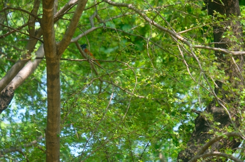 Indian Paradise-Flycatcher (Indian)