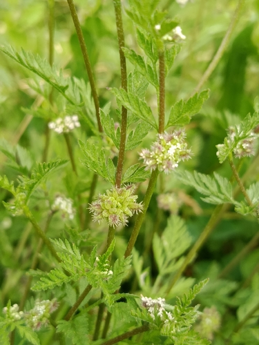 Knotted Hedgeparsley