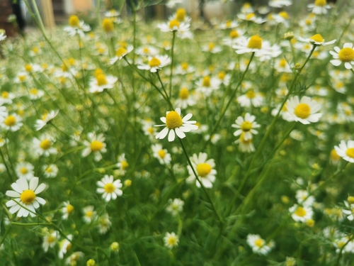 German Chamomile