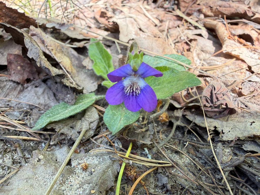 Viola fimbriatula; photograph (c) Celina Waldron, some rights reserved (CC BY)