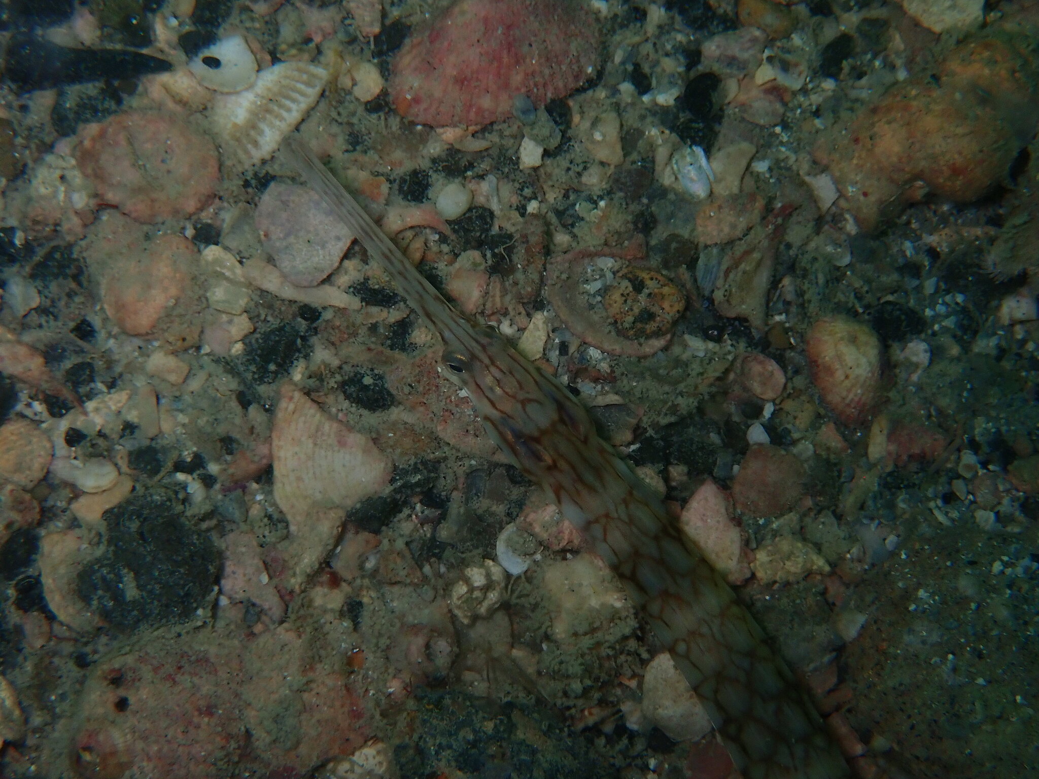Bull Pipefish photo 3
