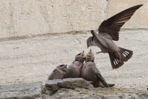 Eurasian Crag-Martin