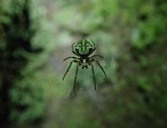 Cryptaranea atrihastula