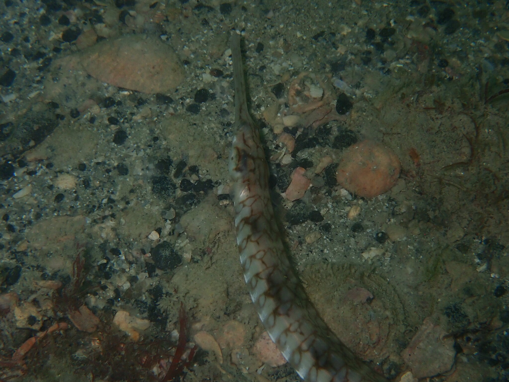 Bull Pipefish photo 5