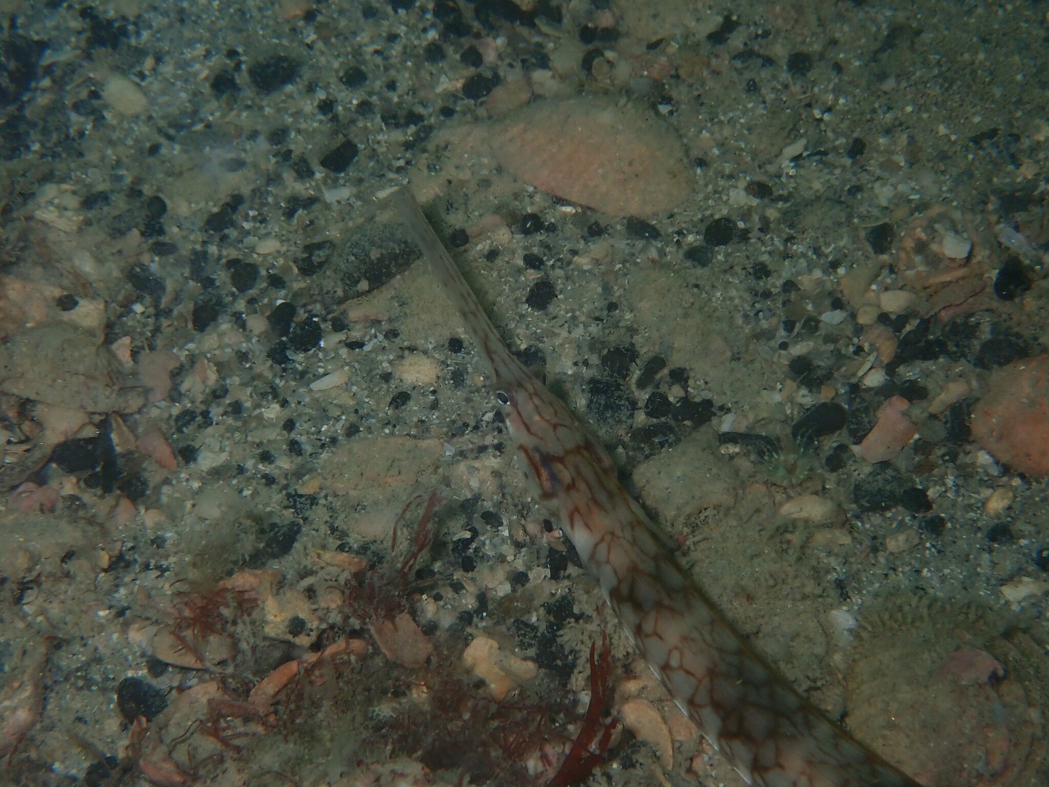 Bull Pipefish photo 4