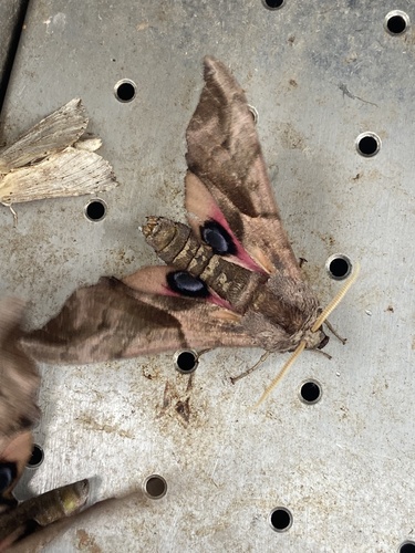 Eyed Hawkmoth