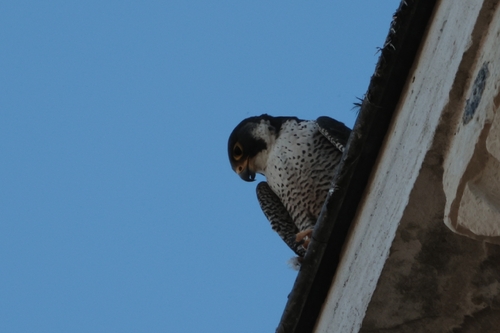 Peregrine Falcon