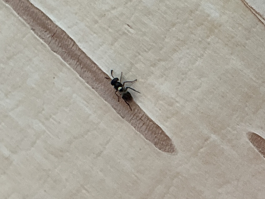 Wasp