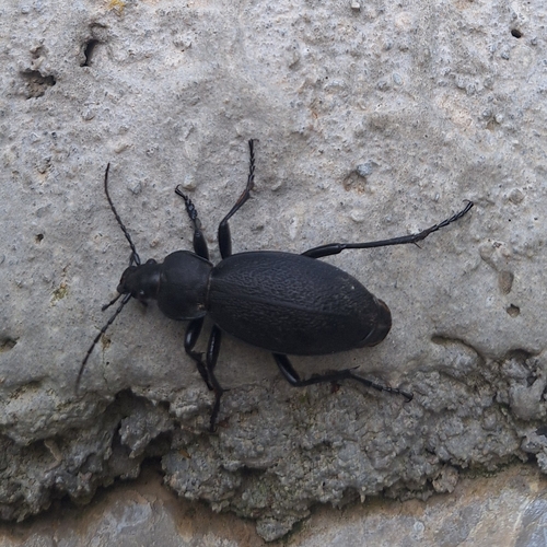 Leather Beetle