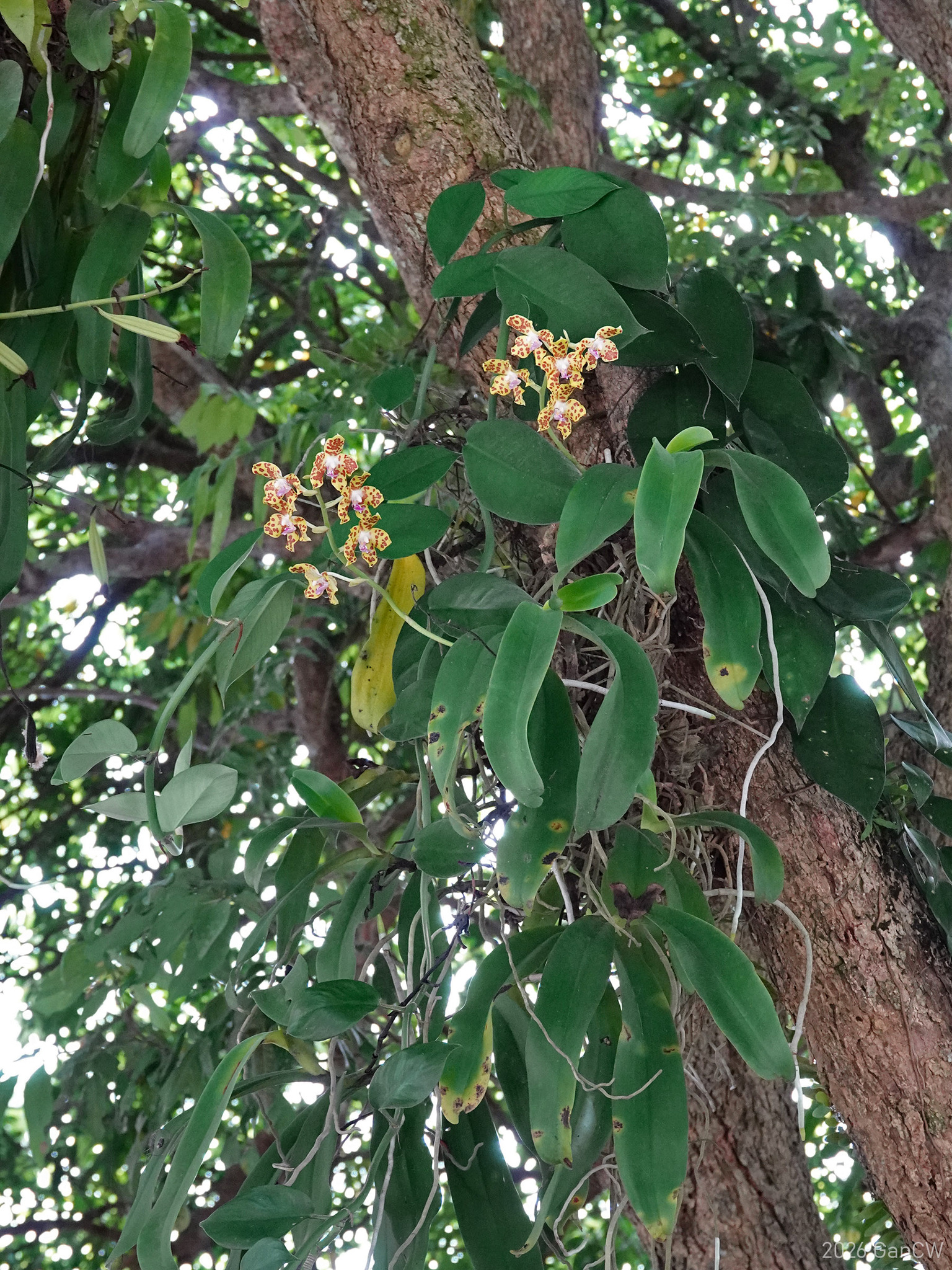 Phalaenopsis hygrochila — ảnh 2