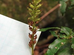 Goodyera procera