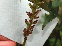 Goodyera procera