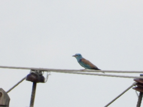 European Roller