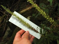 Goodyera procera