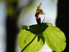 Trillium viridescens