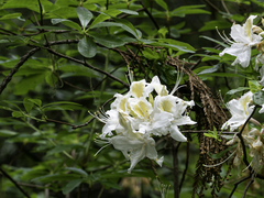 Rhododendron occidentale