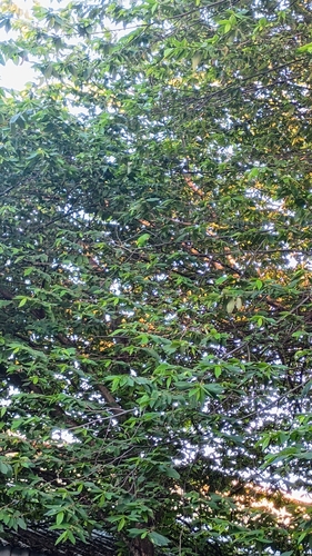 Yellow-chevroned Parakeet