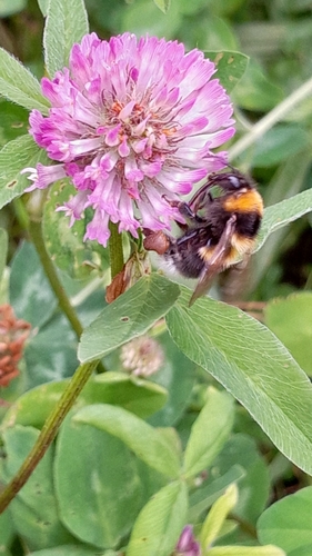 Garden Bumble Bee