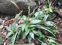 Goodyera procera