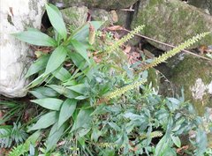 Goodyera procera