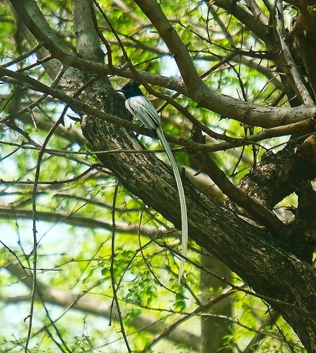 Indian Paradise-Flycatcher