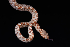 Kelung Cat Snake photo 2