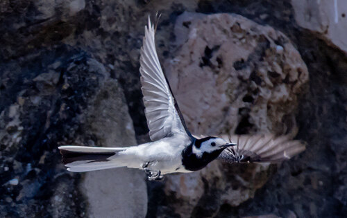 White Wagtail