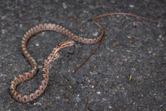Kelung Cat Snake photo 3