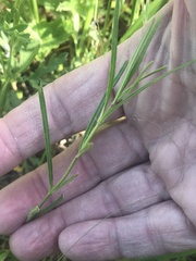 Asclepias linearis