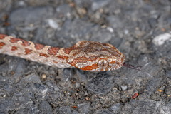 Kelung Cat Snake photo 4