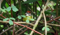 Poecilotriccus ruficeps