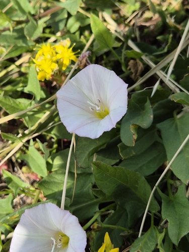 field bindweed