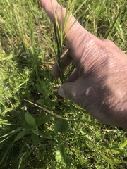 Asclepias linearis