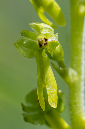 Common Twayblade