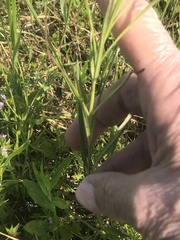 Asclepias linearis