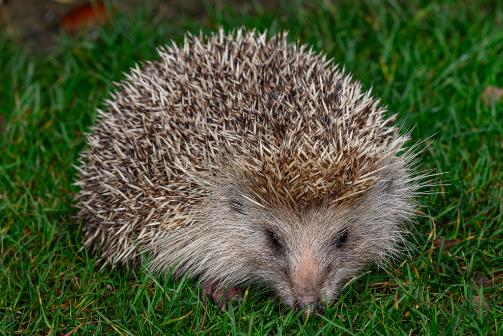 Amur Hedgehog