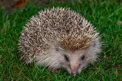 Amur Hedgehog photo 1