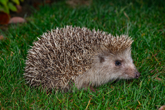 Amur Hedgehog photo 5